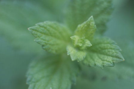 A plant of mint photographed with macro lens 