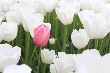 Pink and white tulipの写真素材