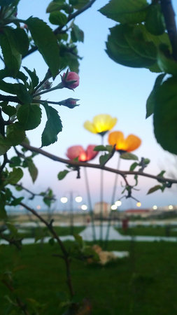 Opium and flowers