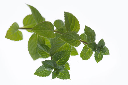 Fresh peppermint isolated on a white background