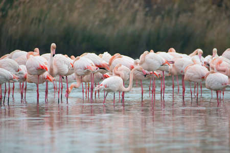 Flamingos in the Camarque in the south of Franceの写真素材