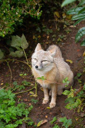 Corsac fox, vulpes in a natural environmentの写真素材