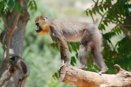 Barbary ape, close up wildlife animalsの写真素材