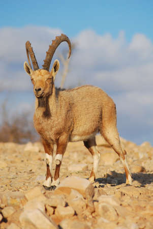 Ibex in the Negev in Israel, Mitzpe Ramon, Machtesh Ramon, desert animals, wildlifeの写真素材