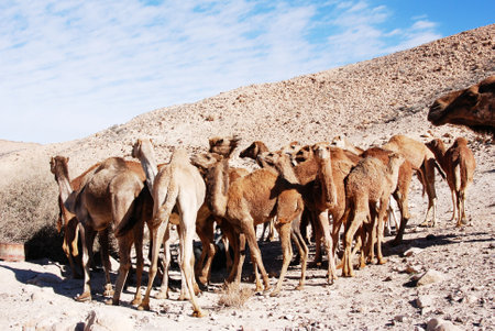 Camels in the Negev desert in Israel, crater Machtesh Ramon, Mitzpe Ramon, herds of dromedars, bedouine lifestyleの写真素材