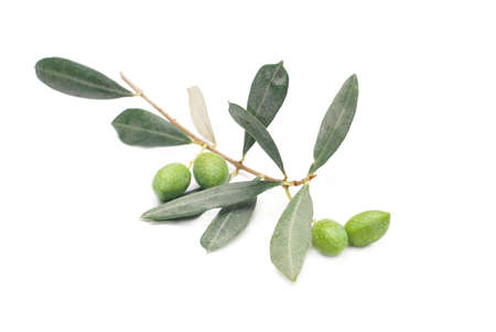 Olives with leaves isolted on a white background, twig, vegan food ingredientsの写真素材