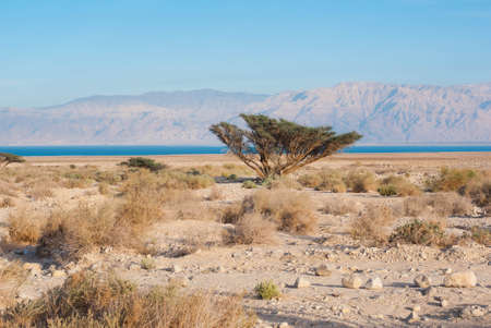Desert on the Dead Sea, between Ein Gedi and Masada in Israel, wadi in the judean desert, view to Jordanの写真素材