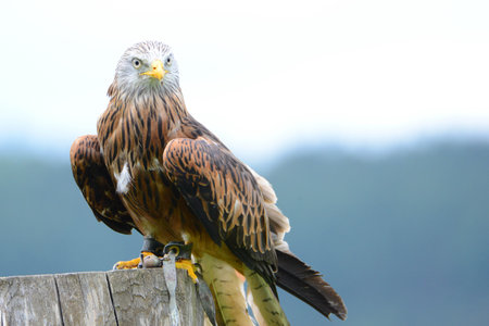 Falcon sitting on a tree stump in front of a blue sky, bird of prey, wildlife