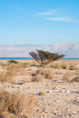 Desert on the Dead Sea, between Ein Gedi and Masada in Israel, wadi in the judean desert, view to Jordanの写真素材