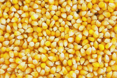 Top view of corn seed texture background