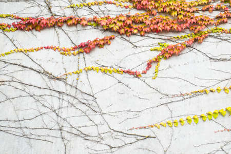 Ivy growing on a wall, autumn colors, background, seasonの写真素材