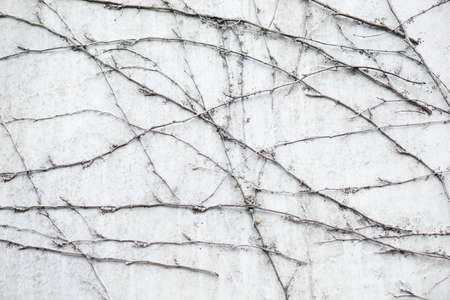 Ivy growing on a wall, autumn colors, background, seasonの写真素材