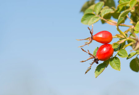 Rose hips growing on a tree, nature in autumn, red fruits