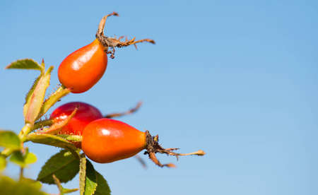 Rose hips growing on a tree, nature in autumn, red fruitsの写真素材