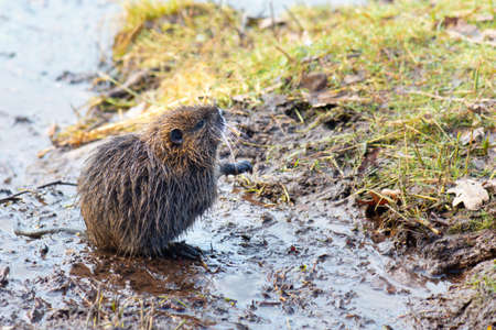 Nutria, coypu herbivorous, semiaquatic rodent member of the family Myocastoridae on the riverbed, baby animals, habintant wetlands, river ratの写真素材