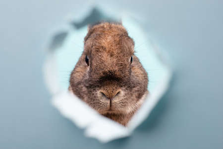 Easter rabbit, holiday in spring, copy space, greeting card, blue colored backgroundの写真素材