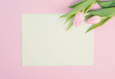 Pink tulips greeting card for birthday, easter holiday, womens day, mothers day, floral background with copy space for text, spring seasonの写真素材
