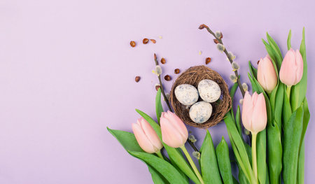 Nest with small eggs and pink tulips on a purple colored background, easter holiday greeting card,...
