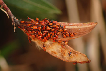 Milkweed bug, Oncopeltus fasciatus, swarm of beetles, insects in america, caribic and middle east,...