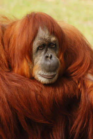 Portrait of an orangutan, rainforests of Borneo and Sumatra, Pongo pygmaeus, sad thoughtful face expression, protected speciesの写真素材