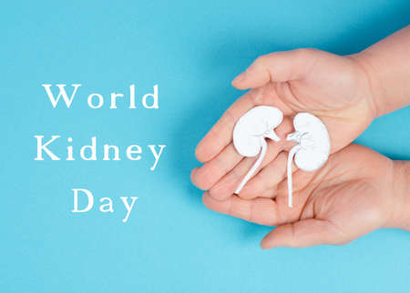 Hands holding a kidney, paper cut out, world kidney day, health problems, organ transplantation, medical issueの写真素材
