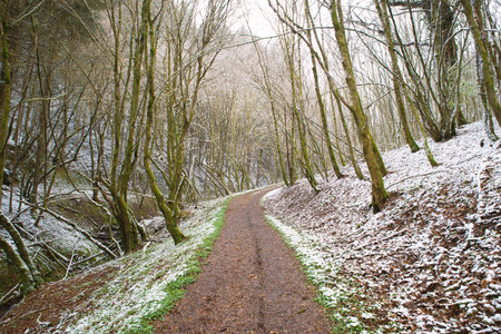 Forest covered in snow, trunks of fir trees, winter in Germany frosty scenery in wintertime, climate and environmental issuesの写真素材