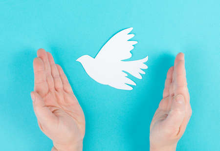 Holding a white dove in the hands, symbol of peace, paper cut out pigeon, copy space for text, blue colored backgroundの写真素材