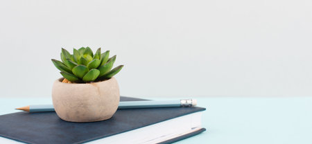 Cactus in a pot on a blue and gray background, minimalistic decoration, plant stands on a book at...