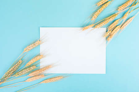 Wheat crop on a blue background, copy space for text, food harvest in the summer, golden strawの写真素材