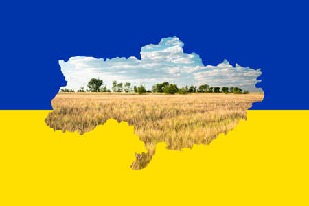 Wheat field in the shape of the Ukraine on a blue and yellow colored flag, food shortage caused by warの写真素材