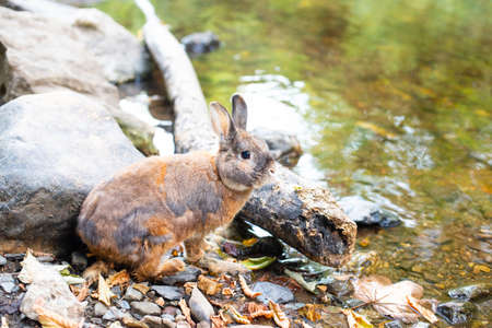 Young rabbit drinking water from the river, wildlife animals at the countryside, mammal of the forestの写真素材
