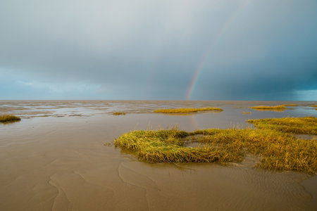 Wadden sea on the island Romo in Denmark, intertidal zone, wetland with plants, low tide at north sea, rainbow and dark cloudsの写真素材
