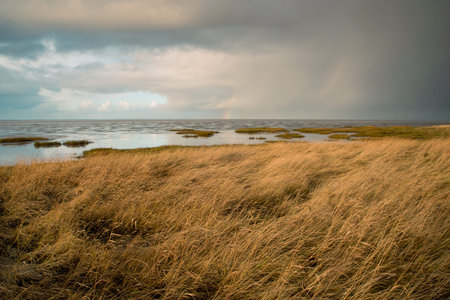 Reed next to the north sea on the Island Romo in Denmark, stormy weather in winter