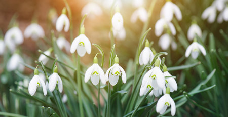 <p>Snowdrop flowers blooming in winter and spring, sunlight shinning through the blossoms and leaves, first wildflower in sprintime</p>の写真素材
