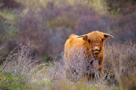 Scottish highland cattle, cow in the countryside, bull with horns on a pasture, ginger shaggy coatの写真素材