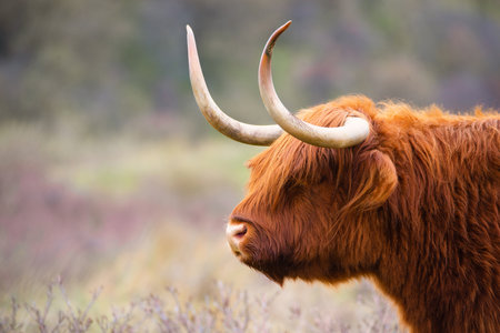 Scottish highland cattle, cow in the countryside, bull with horns on a pasture, ginger shaggy coatの写真素材