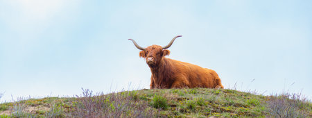 Scottish highland cattle, cow in the countryside, bull with horns on a pasture, ginger shaggy coatの写真素材