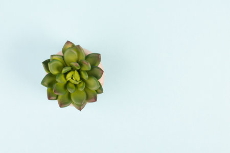 Cactus in a pot on a blue background, minimalistic decoration, plant at the desk, copy space for text, modern homeの写真素材