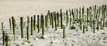 Wooden pillars covered with algae at the sand beach, junction of the North Sea and the English...