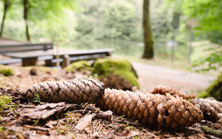 Spruce cones on the forest floor, conifer woodland, close up of the soil under the tree