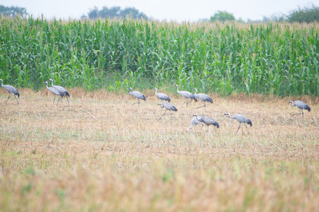 Crane bird group looking for food on a field, migratory bird in Mecklenburg at the baltic sea, wildlife at a rainy cloudy dayの写真素材