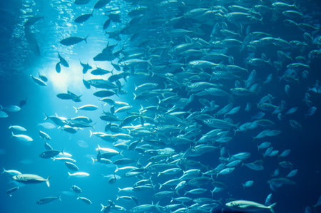 School of fish swimming in the water, animals of the ocean, sardinella fishes, ecosystem and environmentの写真素材
