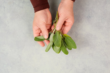 Holding fresh organic sage herb in the hand, prepare healthy tea or food with spice, harvest and agricultureの写真素材