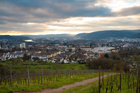 Vineyard with view of the ancient roman city of Trier, the Moselle Valley in Germany, landscape in rhineland palatineの写真素材