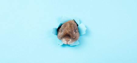 Curious easter bunny or rabbit peeking through a hole, holiday in spring, greeting card
