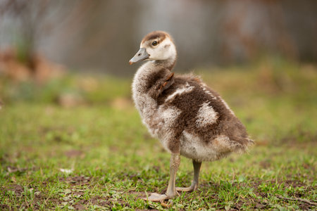 Egyptian goose chick, alopochen aegyptiaca in the spring, animal and water birdの写真素材