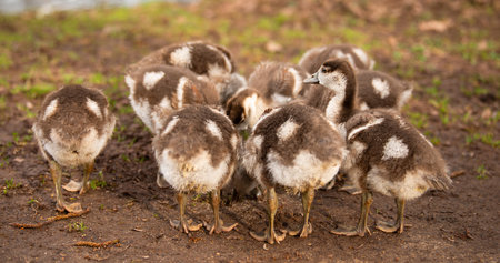 Egyptian goose chick, alopochen aegyptiaca in the spring, animal and water birdの写真素材