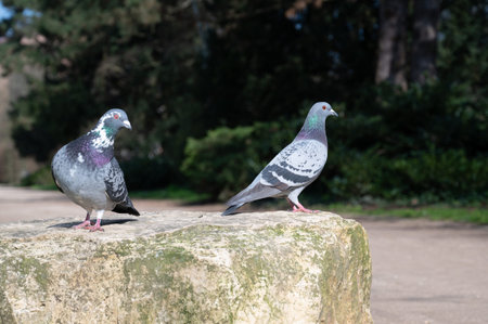 Feral Pigeon sitting on a stone in a city park, wild bird in natureの写真素材