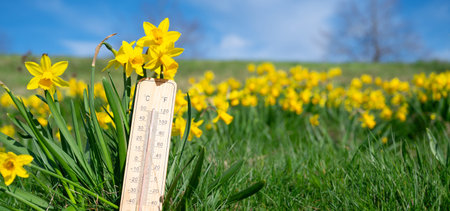 Thermometer with daffodils flowers, blue sky and sun, measure the temperature, weather forecast,...