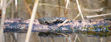 Cane toad, Bufo marinus sitting on a tree log, amphibian inhabitant in wetland eco system, Haff Reimechの写真素材